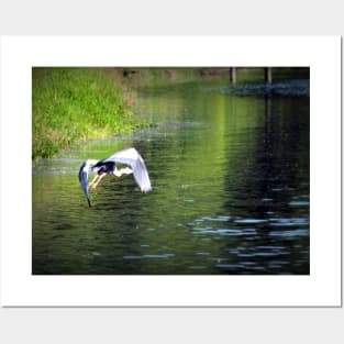 Great Blue Heron in flight, Trojan pond, near Goble, Oregon 3 Posters and Art